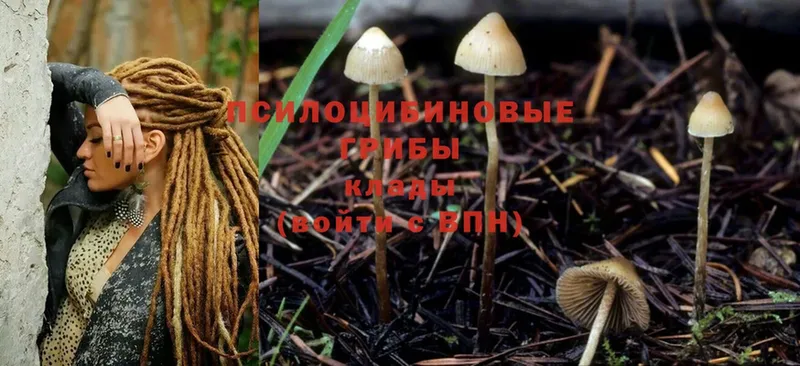 Галлюциногенные грибы Psilocybine cubensis  где найти   Пушкино 